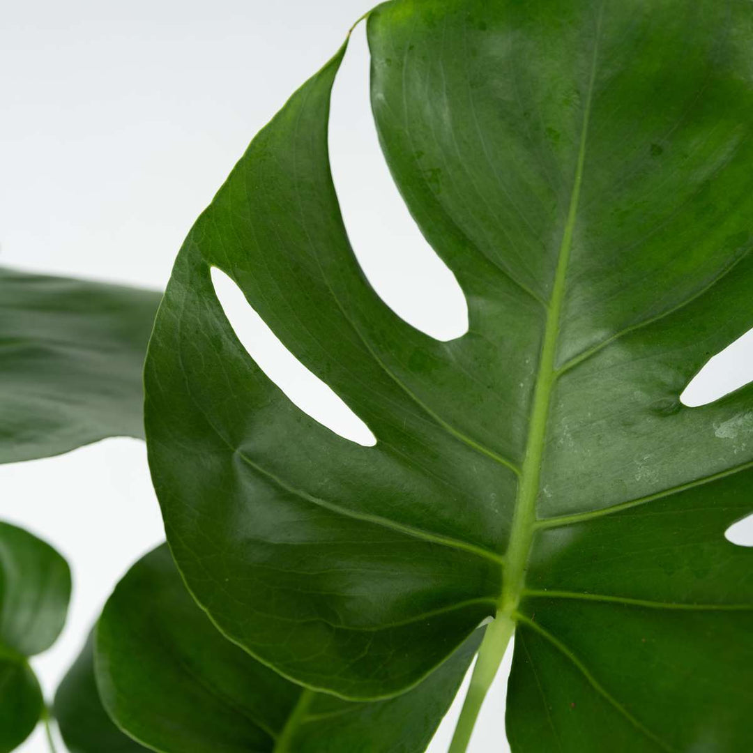 Monstera Deliciosa - Inclusief plantenvoeding