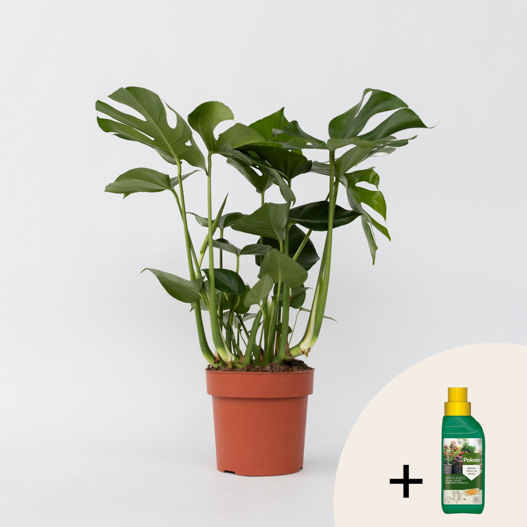 Monstera Deliciosa - Inclusief plantenvoeding