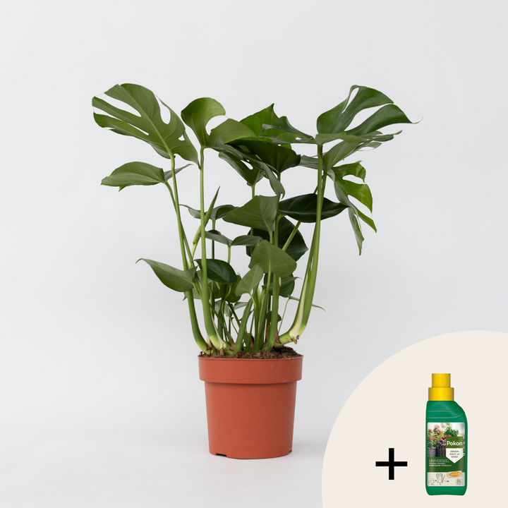 Monstera Deliciosa - Inclusief plantenvoeding