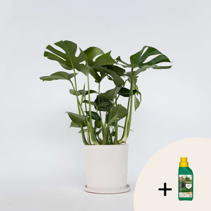 Monstera Deliciosa - Inclusief plantenvoeding