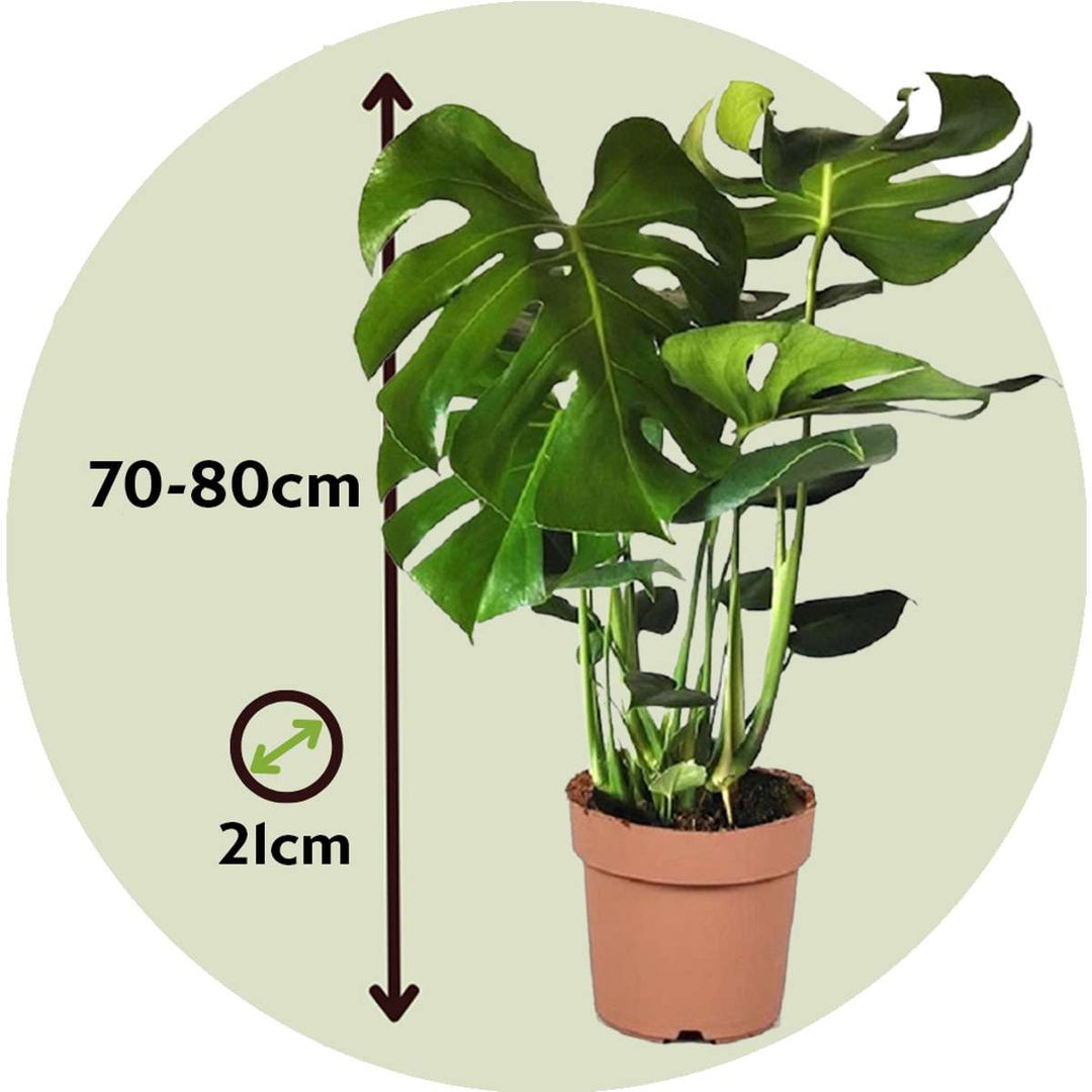 Monstera Deliciosa - Inclusief plantenvoeding