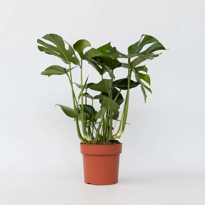 Monstera deliciosa XL - Gatenplant