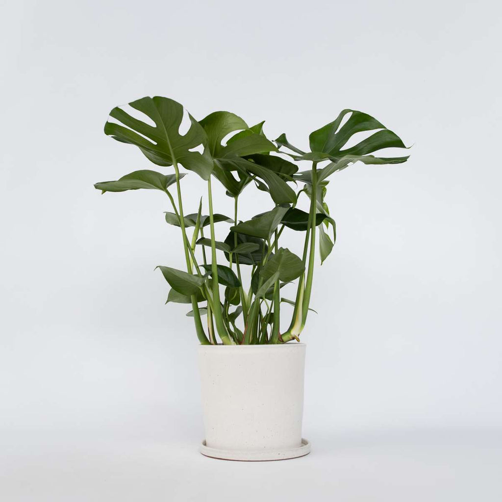 Monstera deliciosa XL - Hoe plant – FloraStore