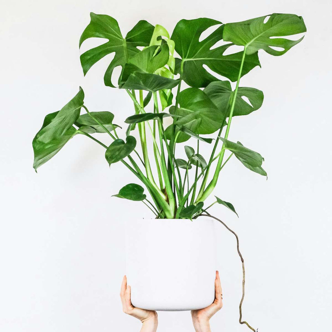 Monstera Deliciosa - Inclusief plantenvoeding