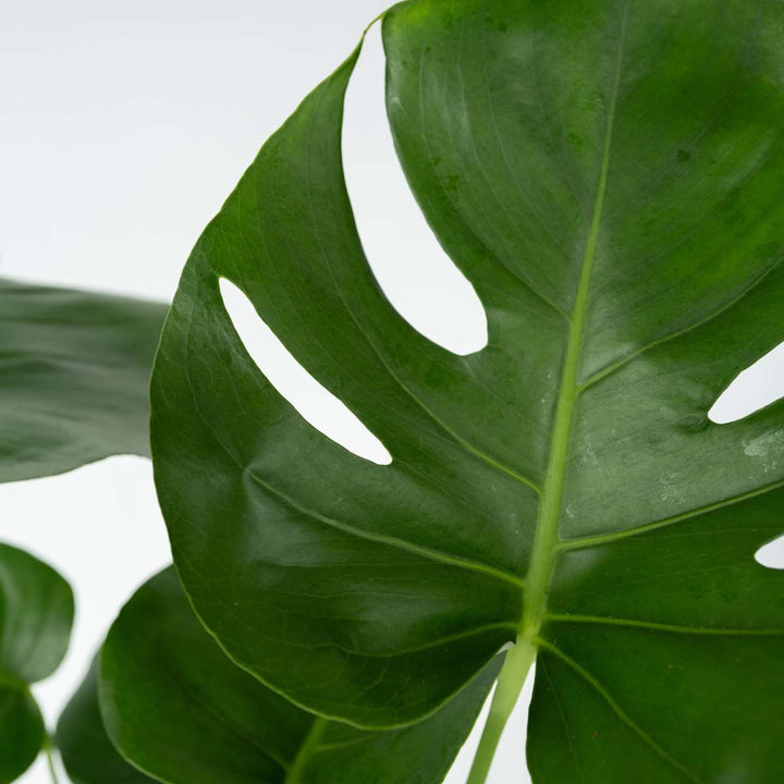 Monstera Deliciosa XL - Set van 2 - Gatenplant