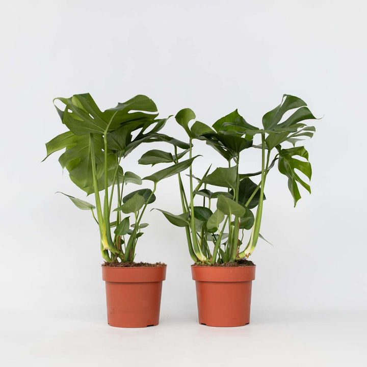 Monstera Deliciosa XL - Set van 2 - Gatenplant