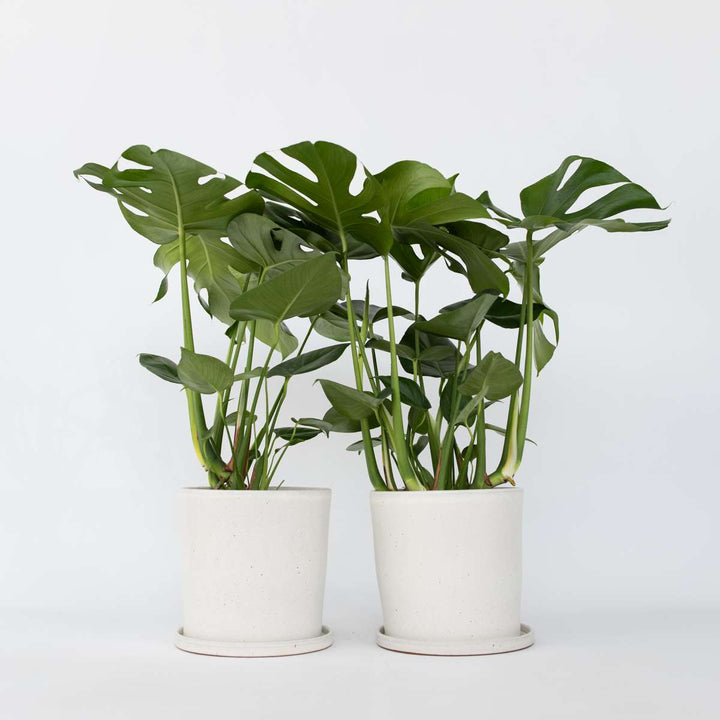 Monstera Deliciosa XL - Set van 2 - Gatenplant