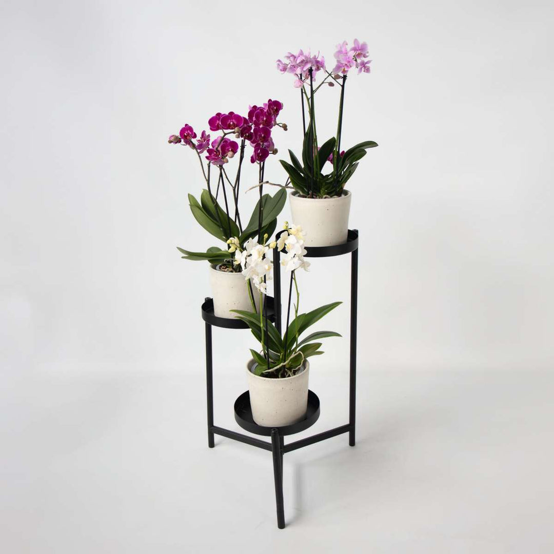 Phalaenopsis Multiflora - Vlinderorchidee - Mix 3 kleuren