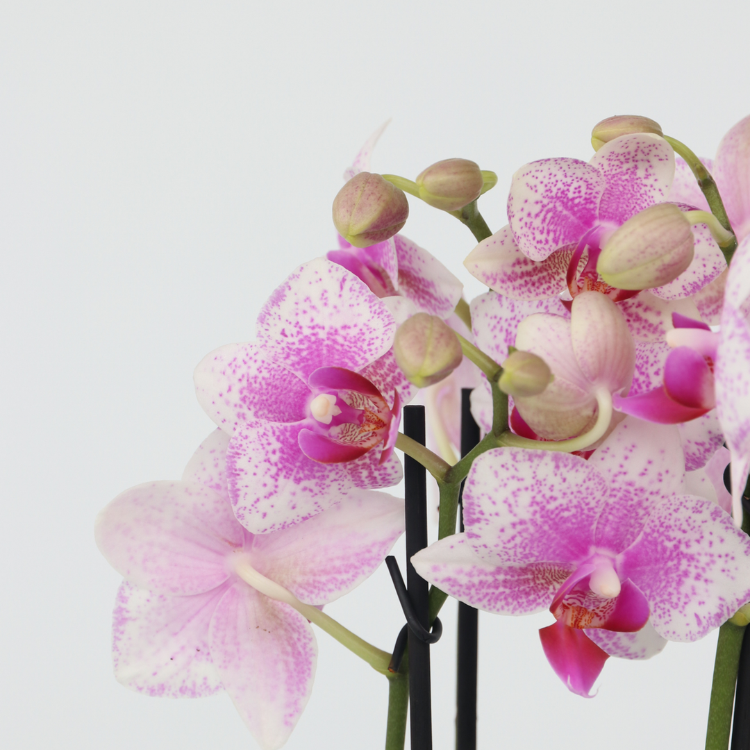 Phalaenopsis Multiflora - Vlinderorchidee - Mix 3 kleuren