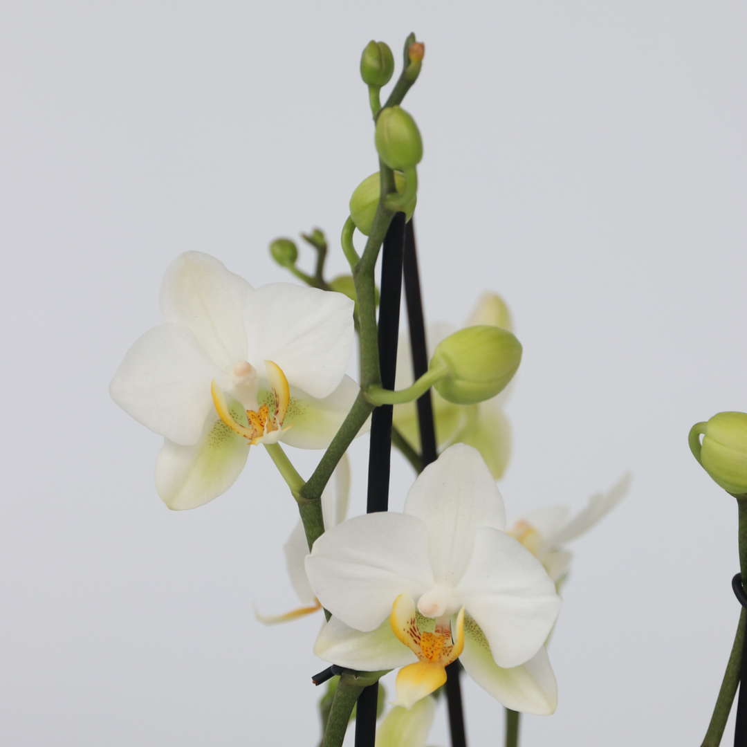 Phalaenopsis Multiflora - Vlinderorchidee - Mix 3 kleuren