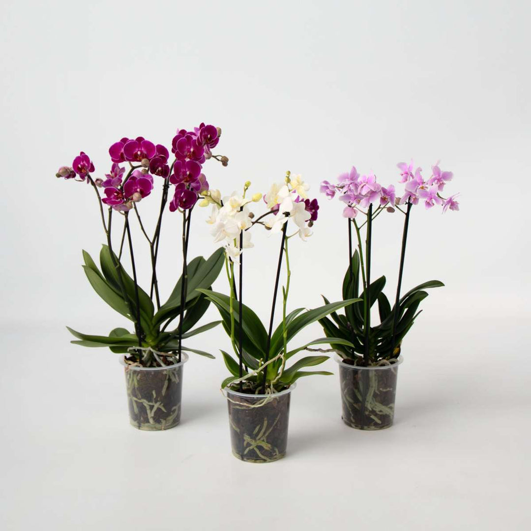 Phalaenopsis Multiflora - Vlinderorchidee - Mix 3 kleuren