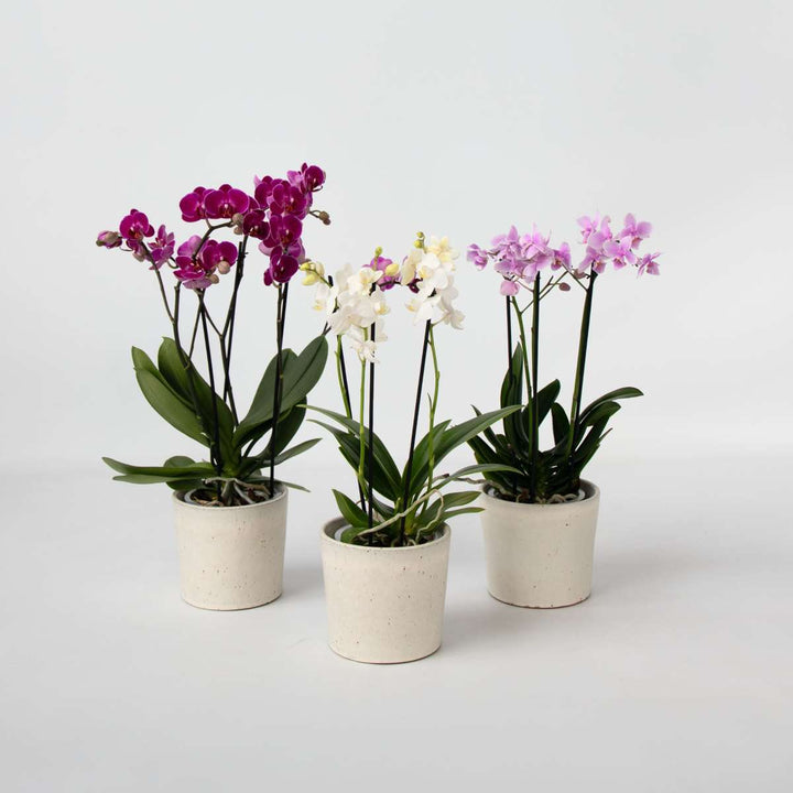 Phalaenopsis Multiflora - Vlinderorchidee - Mix 3 kleuren