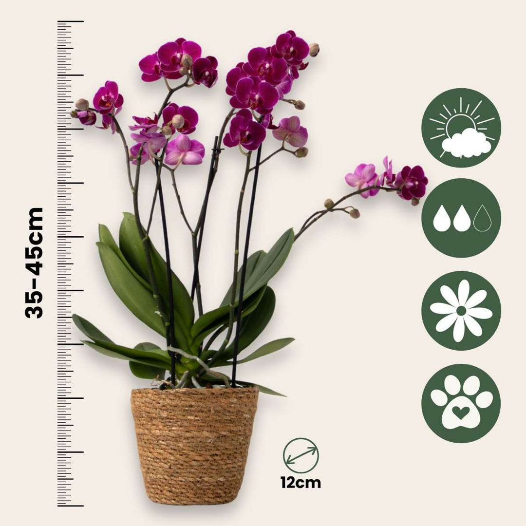 Phalaenopsis Multiflora - Vlinderorchidee - Mix 3 kleuren
