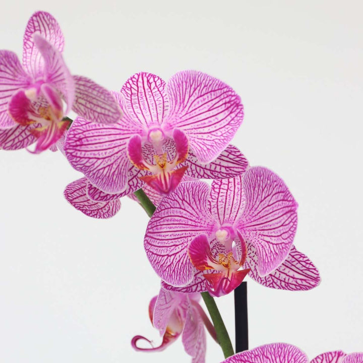 Phalaenopsis - Orchidee Paars