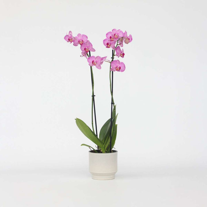 Phalaenopsis - Orchidee Paars