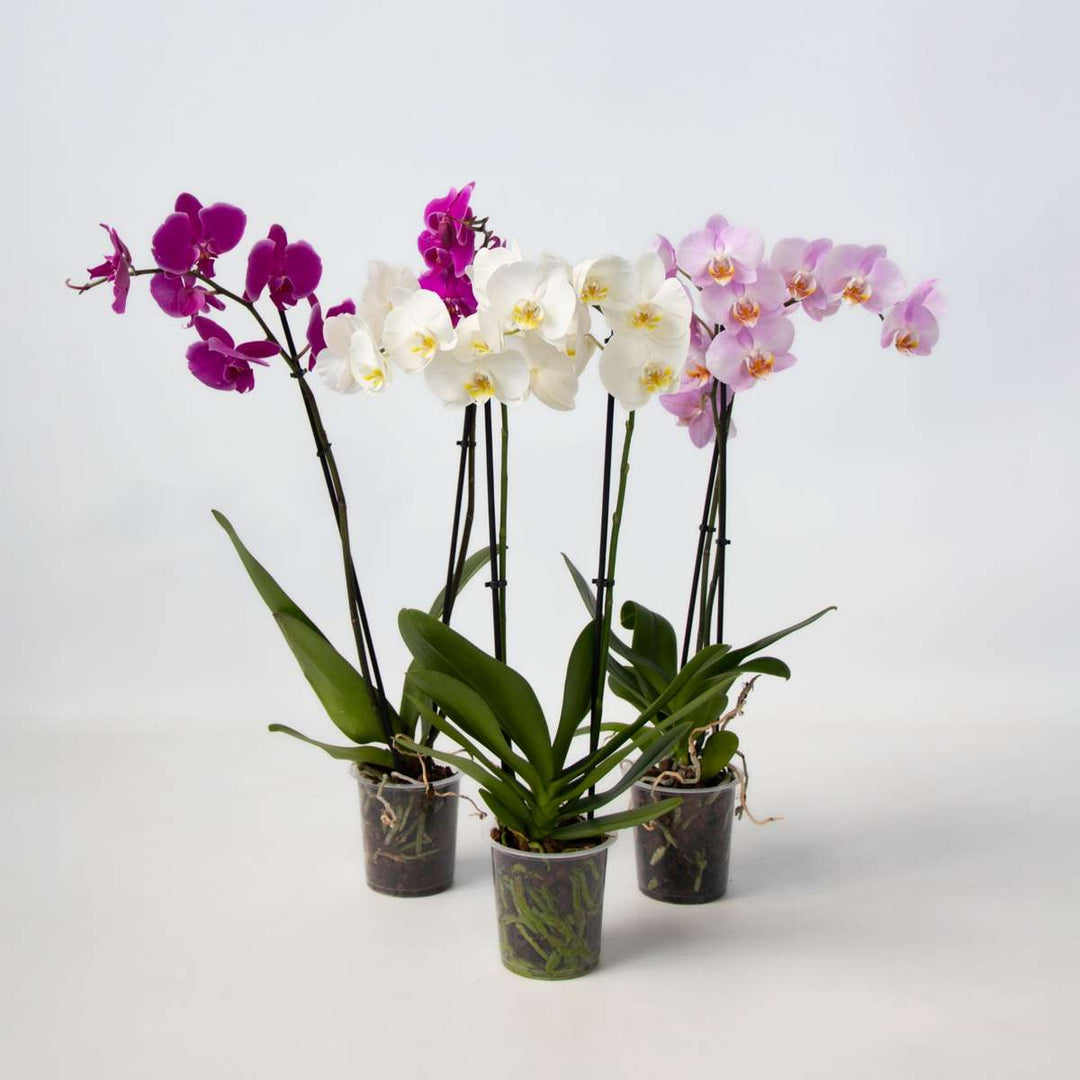 Phalaenopsis - Vlinderorchidee - Mix 3 kleuren