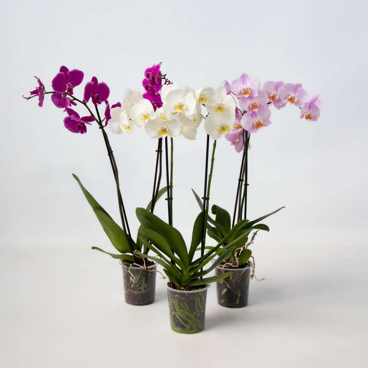 Phalaenopsis - Vlinderorchidee - Mix 3 kleuren