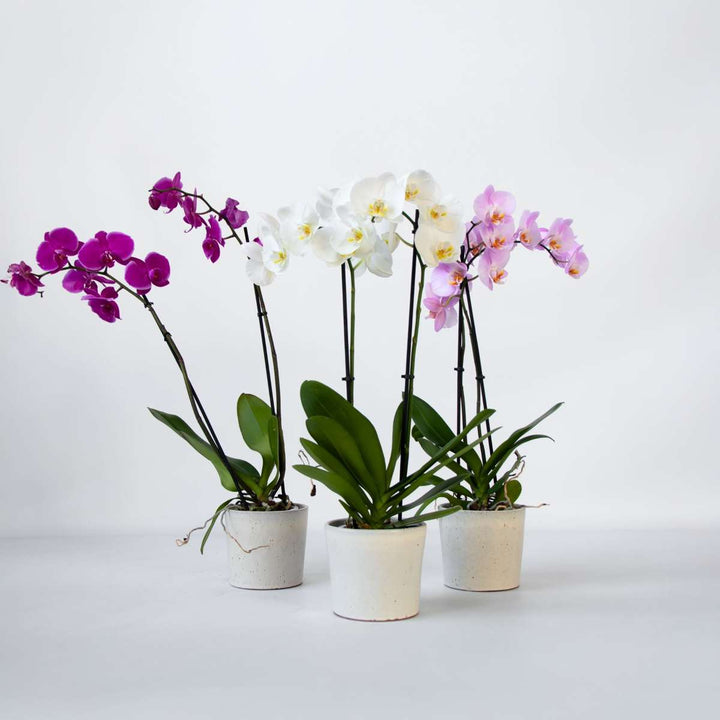 Phalaenopsis - Vlinderorchidee - Mix 3 kleuren
