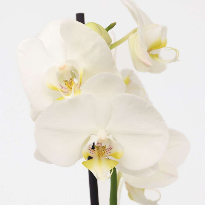 Phalaenopsis - Orchidee Wit