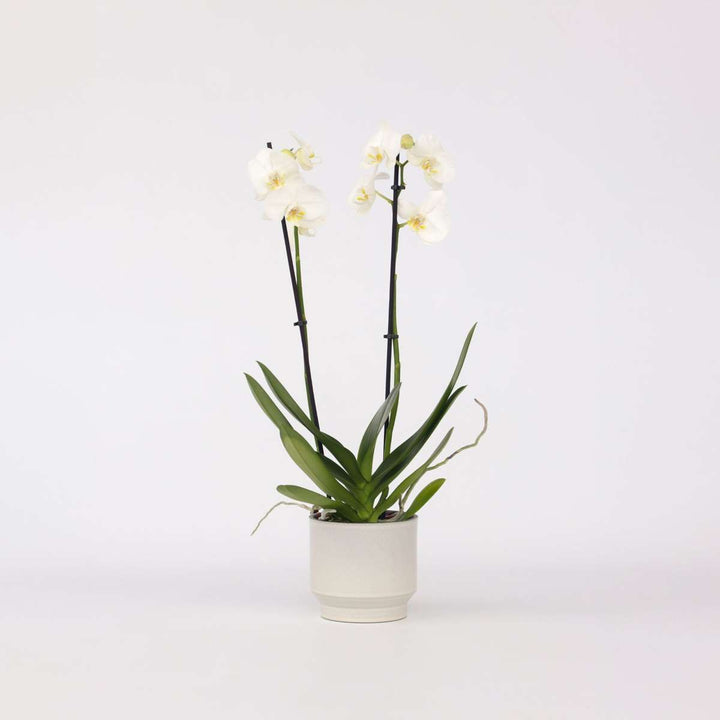 Phalaenopsis - Orchidee Wit