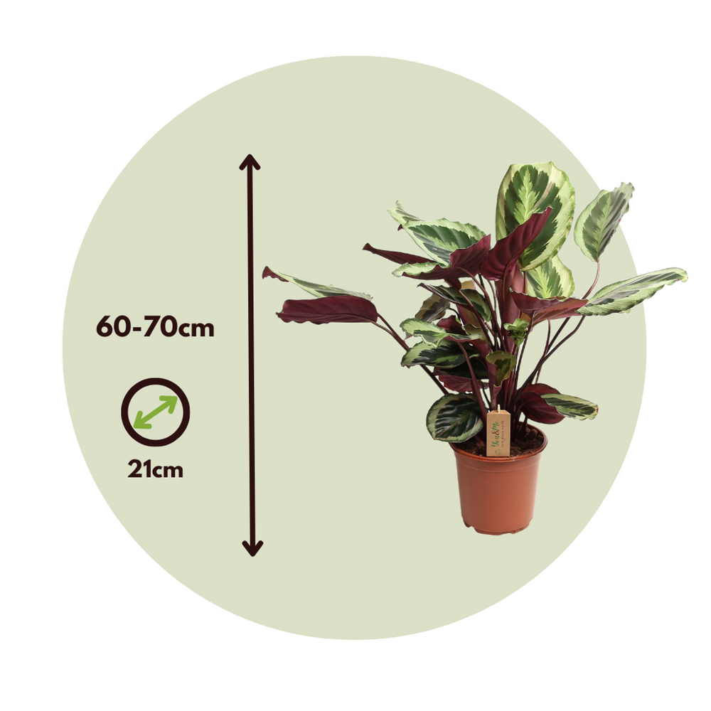 Kalateja Marion - FloraStore