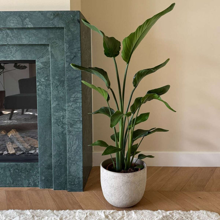 Strelitzia Nicolai - rajský květ