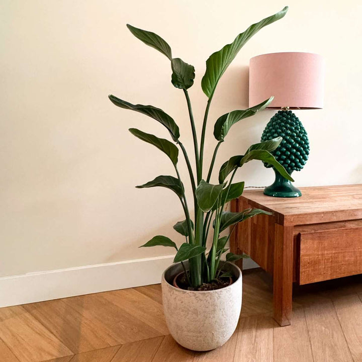 Strelitzia Nicolai - rajský květ