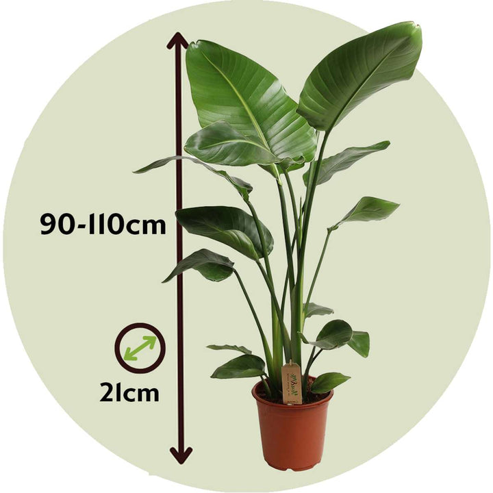 Strelitzia Nicolai - Paradijsvogelbloem