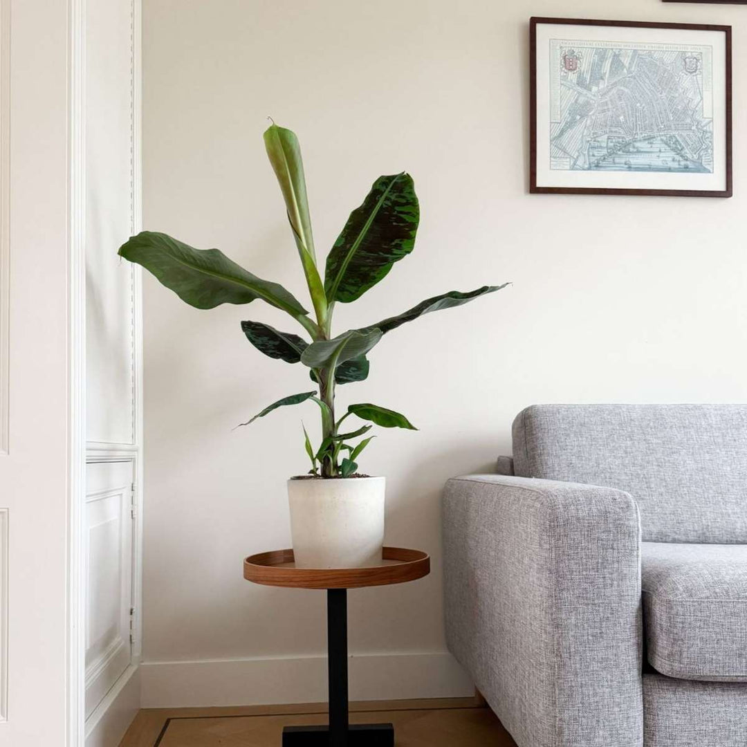 Musa Cavendish - Dwergcavendish