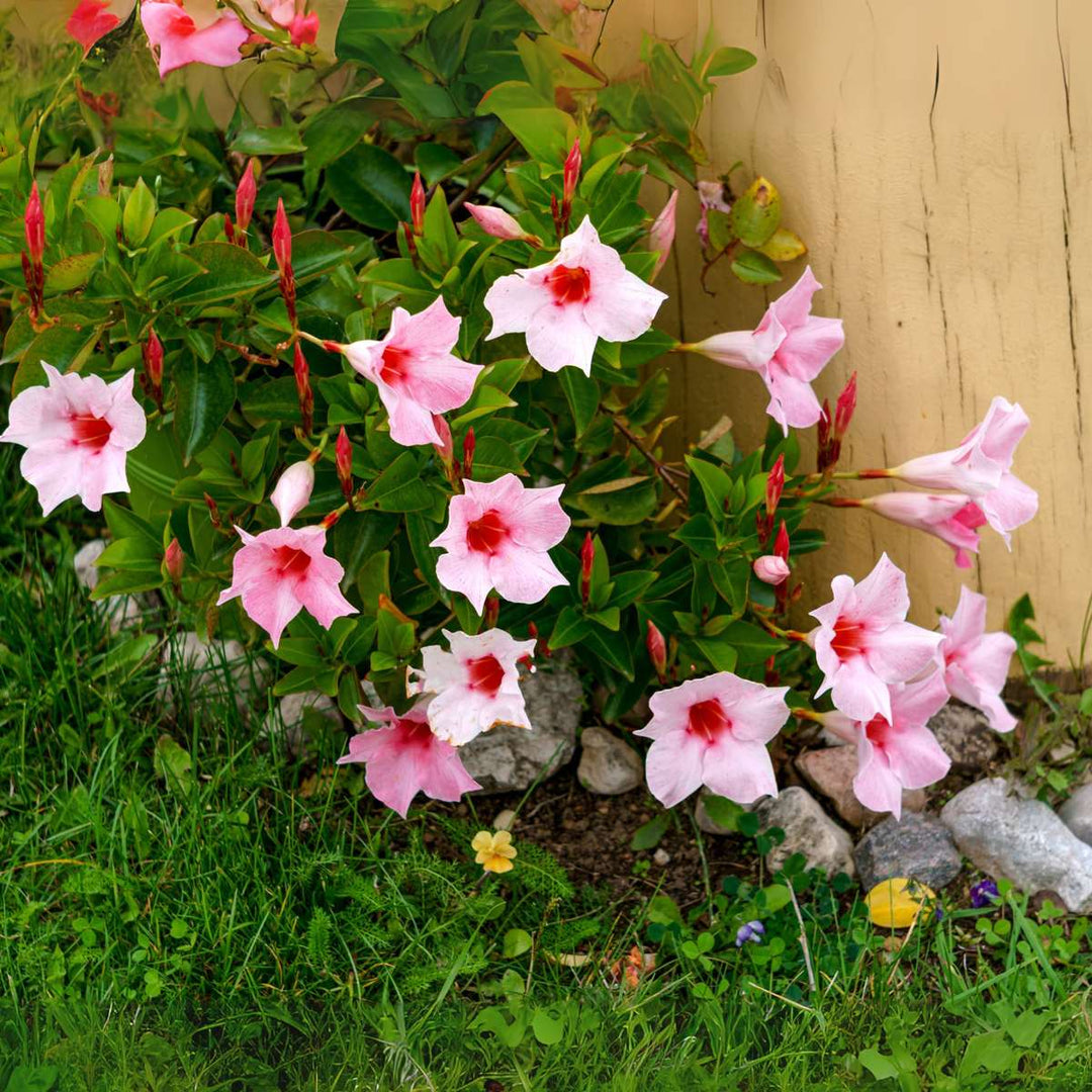 Mandeville 'Rio Hot Pink' - Dipladenia