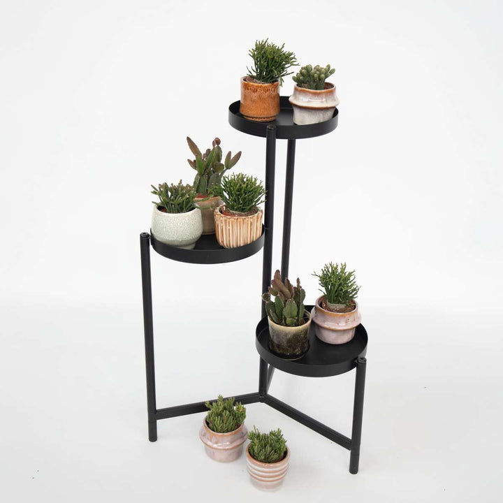 Rhipsalis - Mix van 6