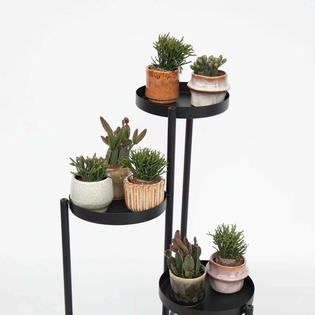 Rhipsalis - Mix van 6