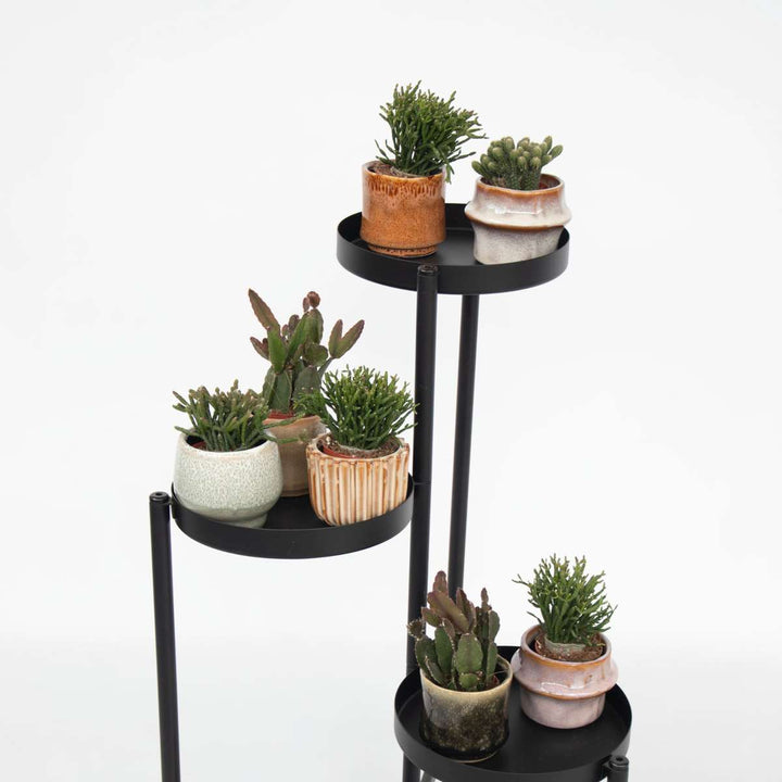 Rhipsalis - Mix van 6