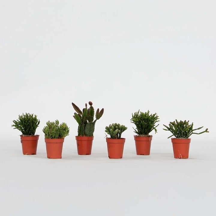 Rhipsalis - Mix van 6
