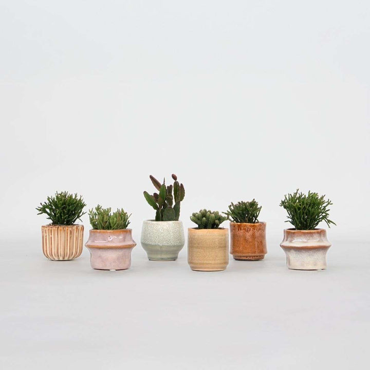 Rhipsalis - Mix van 6