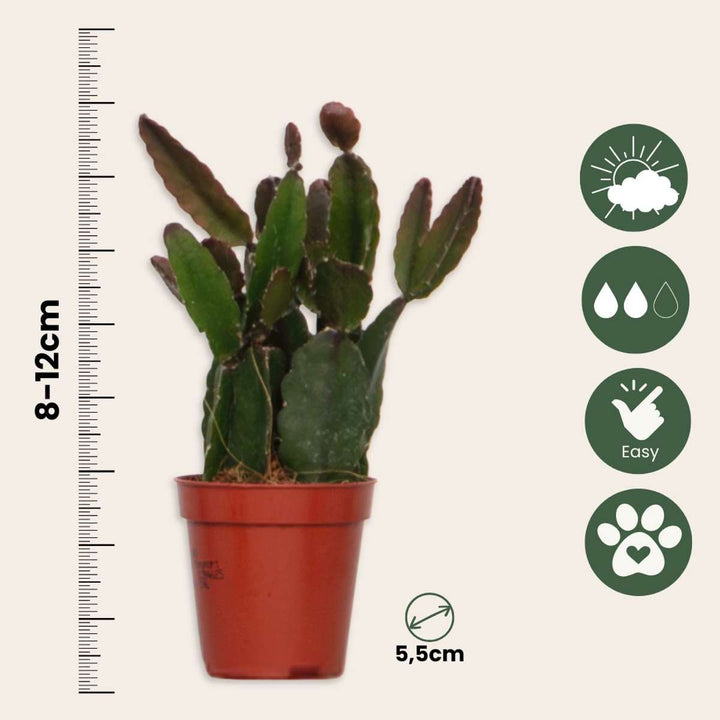 Rhipsalis - Mix van 6