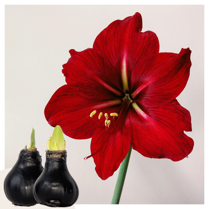 hippeastrum 'Wax Black' - Amaryllis