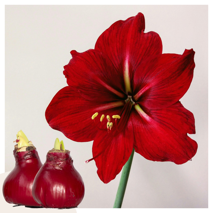 Hippeastrum 'Wax Bordeaux' - Amaryllis