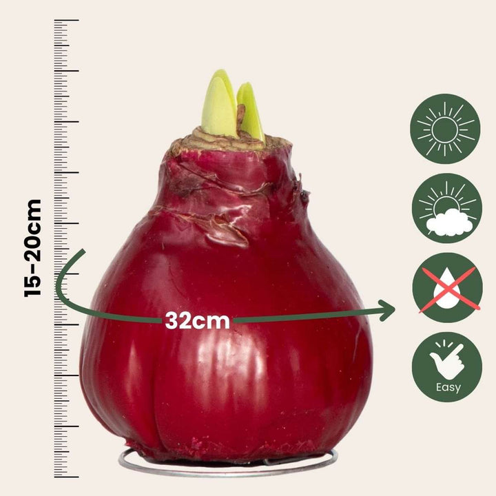 Hippeastrum 'Wax Bordeaux' - Amaryllis