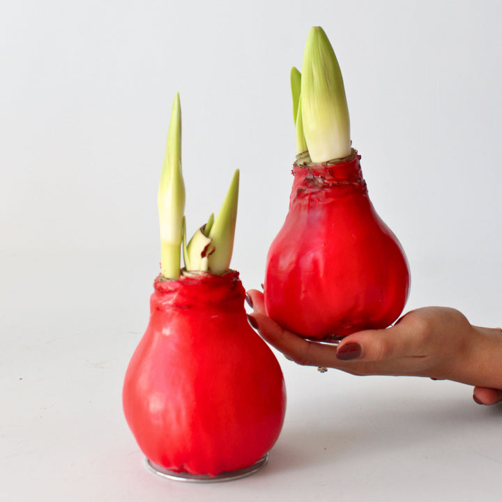 Hippeastrum 'Wax Red' - Amaryllis