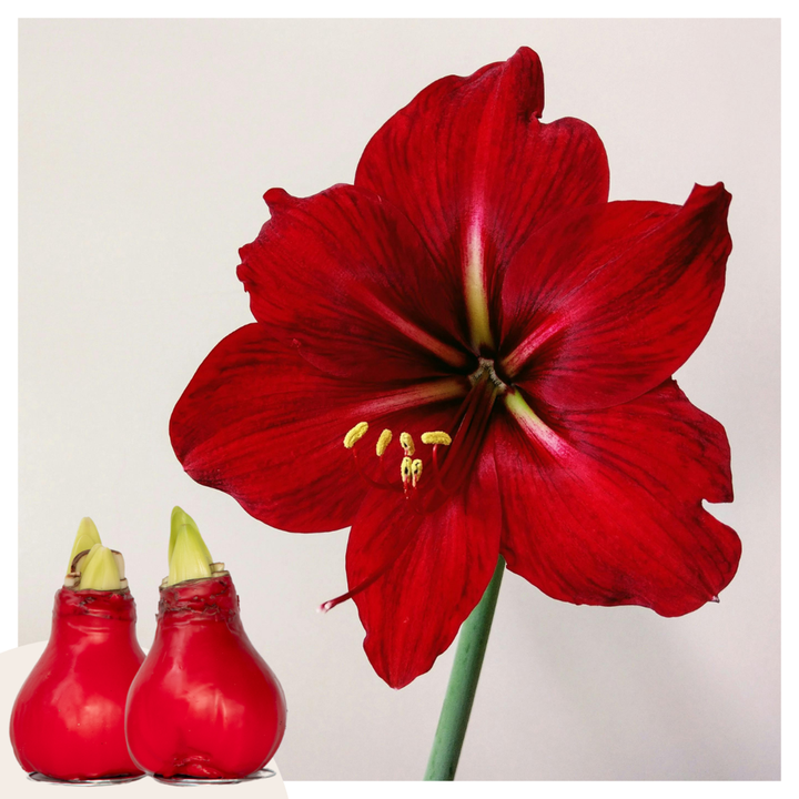 Hippeastrum 'Wax Red' - Amaryllis