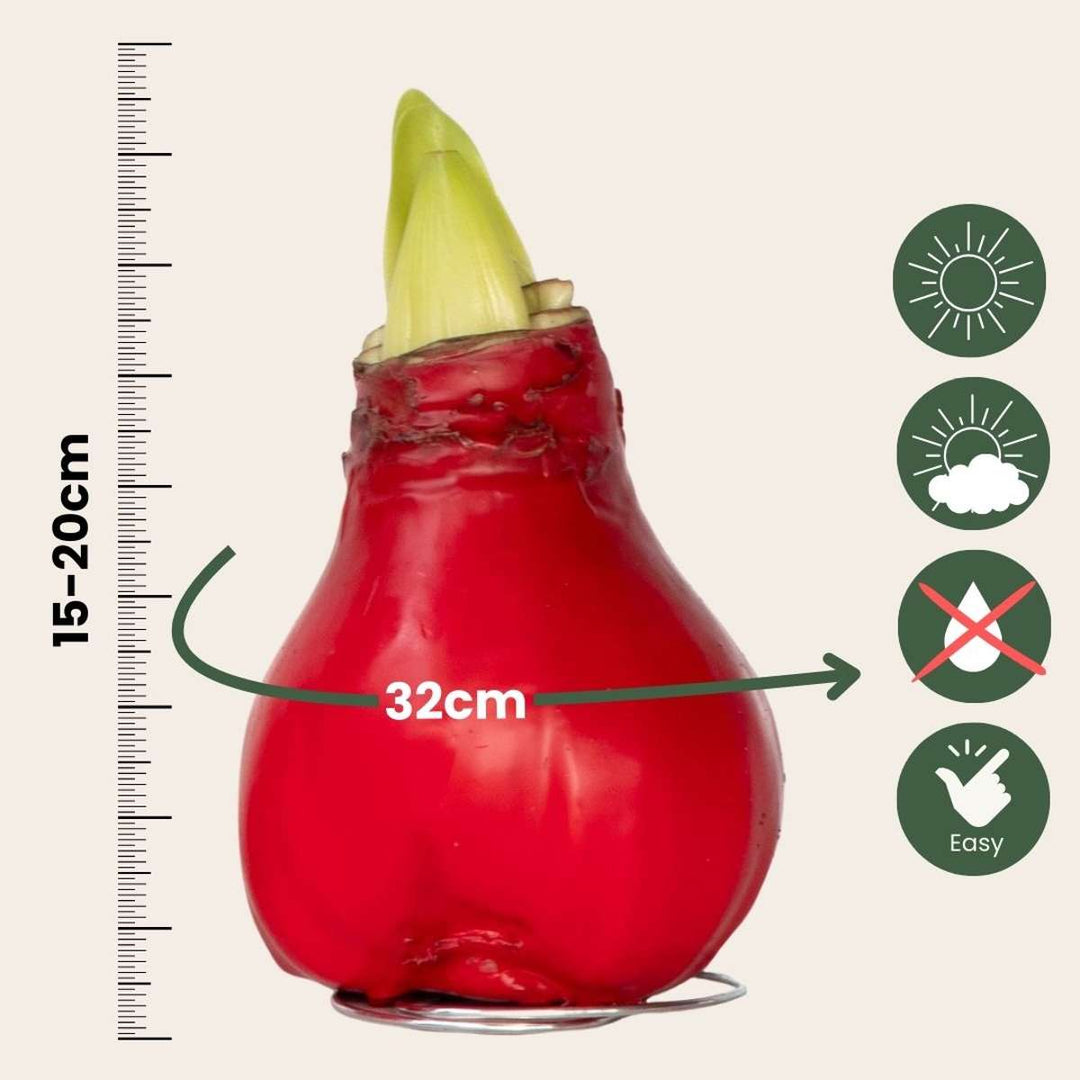 Hippeastrum 'Wax Red' - Amaryllis