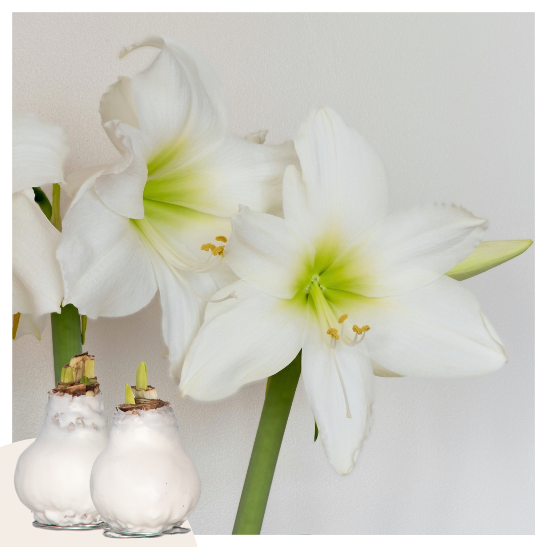 Hippeastrum 'Wax White' - Amaryllis