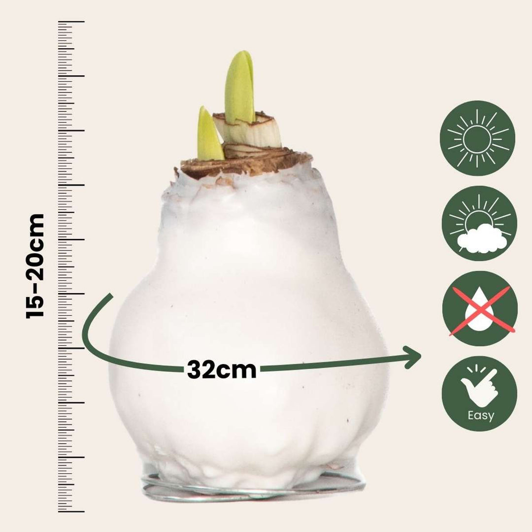 Hippeastrum 'Wax White' - Amaryllis