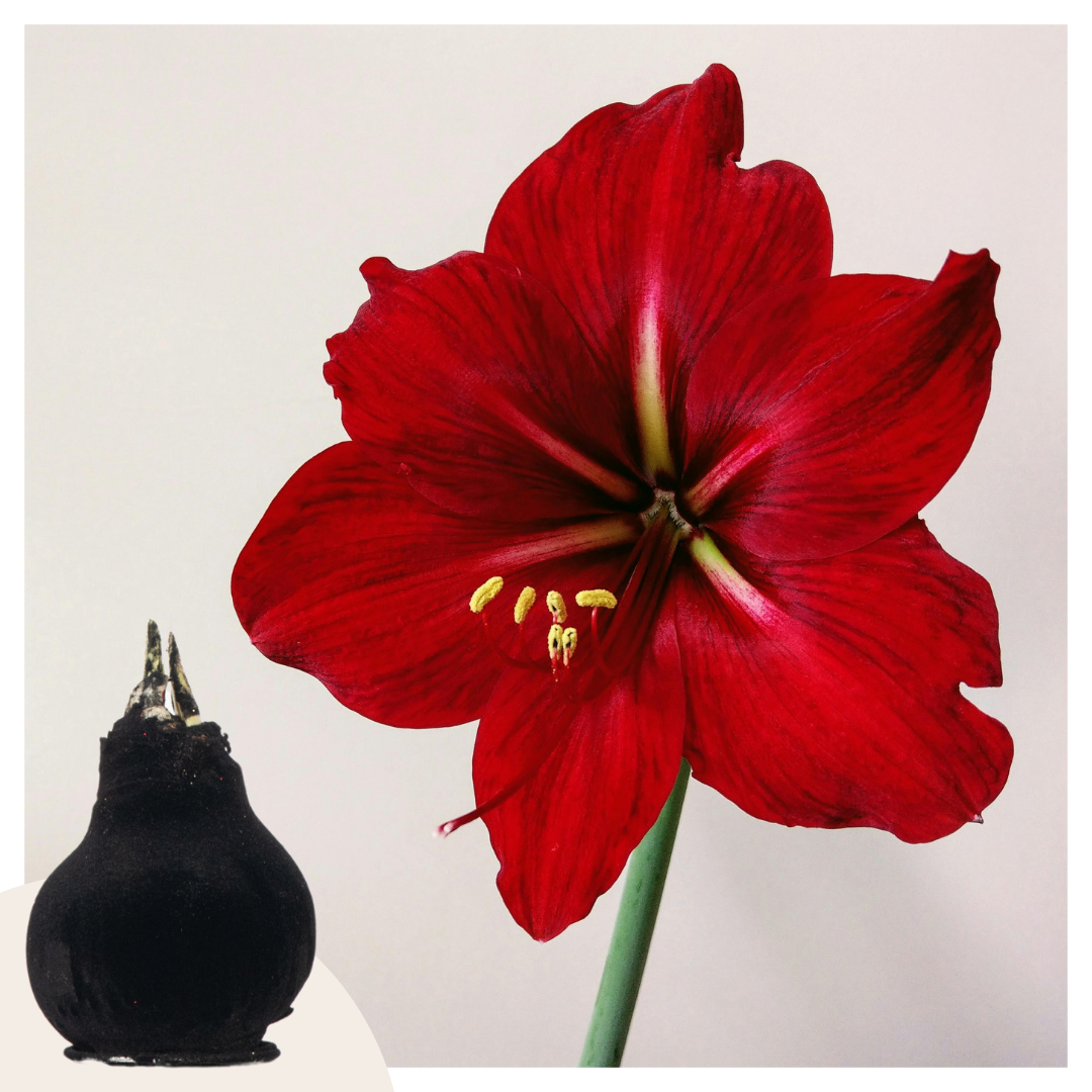 Hippeastrum 'Velvet Black' - Amaryllis