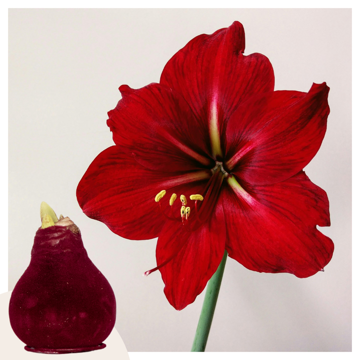 Hippeastrum 'Velvet Bordeaux' - Amaryllis