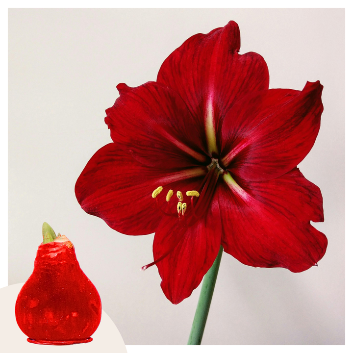 Hippeastrum 'Velvet Red' - Amaryllis