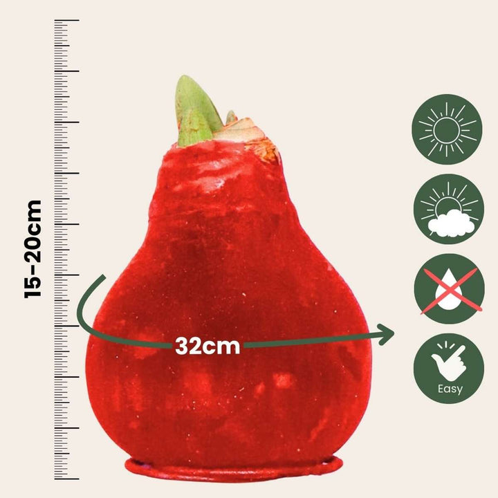 Hippeastrum 'Velvet Red' - Amaryllis