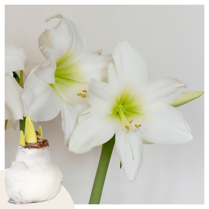 Hippeastrum 'Velvet White' - Amaryllis