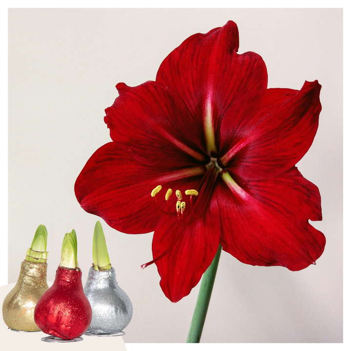 Hippeastrum 'Glitter Mix' - Amaryllis